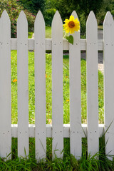 Sunflower peeking through white picket fence