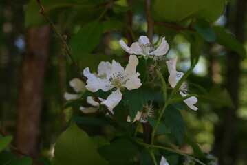 White flowers