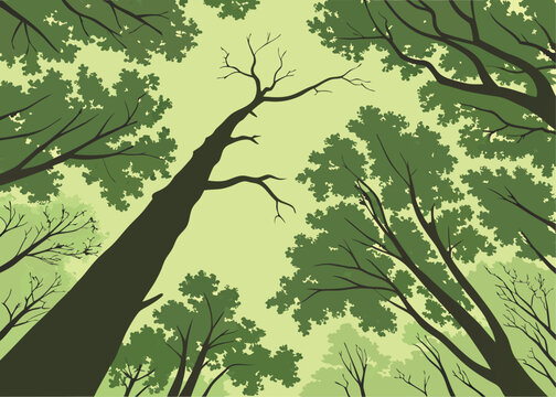 Tree canopy from below &ndash; vector illustration of tall trees with sunlight filtering through leaves