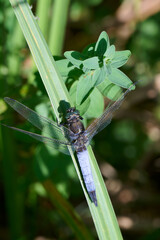 Black-Tailed Skimmer dragonfly on a leaf in the sun.