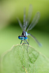 beautiful blue eyes and body of dragonfly Water Snuffel on a green leaf