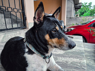 indian street dog in a cage 
