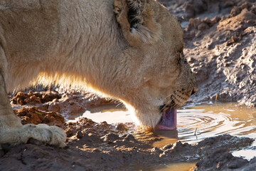 Close up of lioness drinking