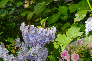紫陽花にかかったクモの巣と朝露の輝き