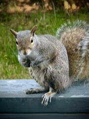 Obraz premium squirrel eating nut