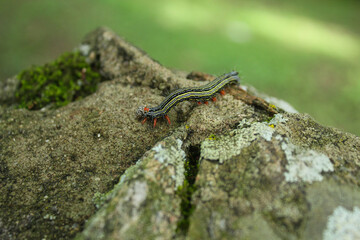 group of a large number of live caterpillars crawling across a concrete wall from side to side, caterpillars with red on their legs and light gray bodies, young and adult caterpillars