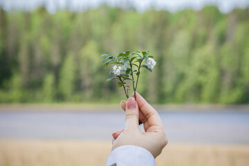 blooming lingonberry branch in female hands, gentle northern nature, Scandinavia tour