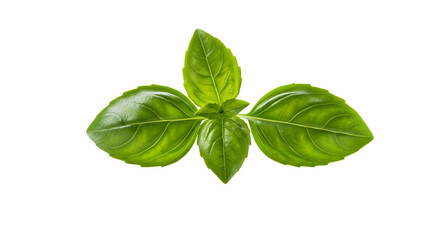 Fresh basil leaves arranged beautifully on a clean background, perfect for culinary uses in recipes and food styling