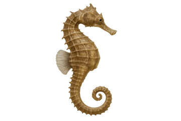 Fototapeta premium Seahorse swimming underwater, isolated on transparent background, perfect for marine life projects