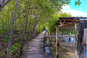 mangrove's at Bang Rong Pier wharf in phuket lots of speed boats long tail and ferry which take you to Koh Yao Yai Island which is only half hour from pier by boat phuket Thailand 