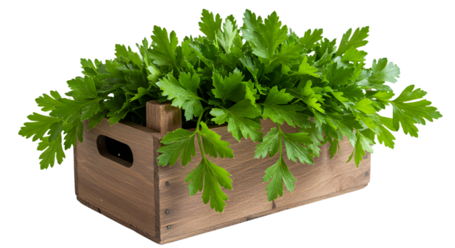 Fresh green parsley in a rustic wooden crate, showcasing vibrant foliage against a clean background, ideal for culinary use