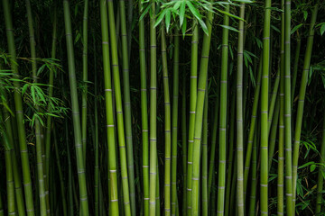 Fototapeta premium Towering bamboo stalks create a majestic forest landscape