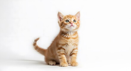 Obraz premium Adorable ginger kitten sits attentively, gazing upward against a stark white background.