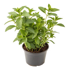 Obraz premium A plant in a pot isolated on transparent background 
