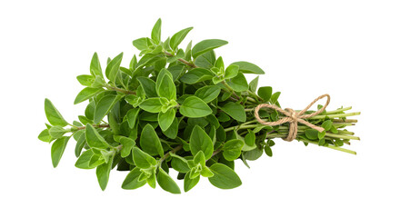 Freshly harvested bundle of oregano tied with twine, showcasing vibrant green leaves against a clean background