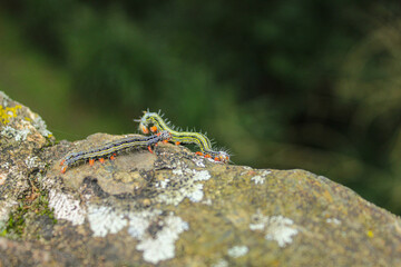 group of a large number of live caterpillars crawling across a concrete wall from side to side, caterpillars with red on their legs and light gray bodies, young and adult caterpillars