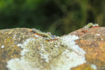 group of a large number of live caterpillars crawling across a concrete wall from side to side, caterpillars with red on their legs and light gray bodies, young and adult caterpillars