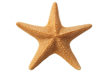 Close-up of a starfish with a transparent background, highlighting its unique texture and intricate details