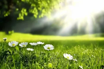 Poster Bright flowers bloom beautifully in a lush green meadow under sunlight