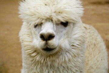 white alpaca in the zoo
