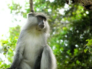 vervet monkey closeup