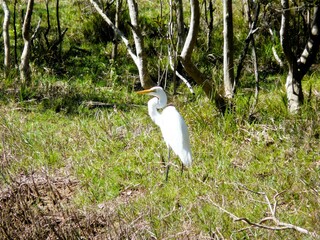 great white heron