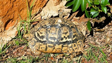 turtle on the ground