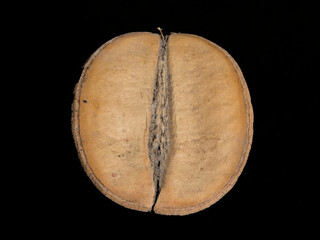 Big brown oval seed of a Jacarande mimisfolia tree on black background 