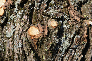 Close Up of Rough Bark and Pruned Branches on Old Tree 