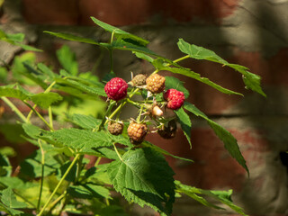 Fresh Ripening Raspberries on a Bush in Sunlight