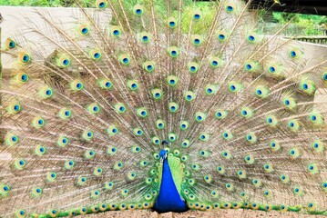 peacock with feathers out