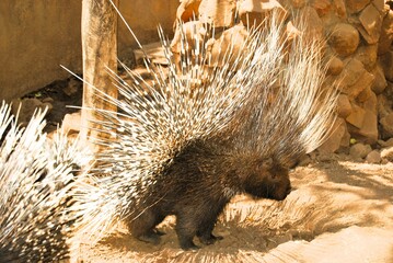 porcupine in defence mode
