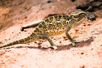 lizard on the stone