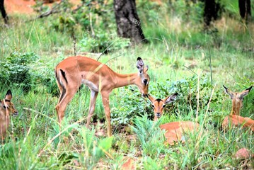 impala in the wild