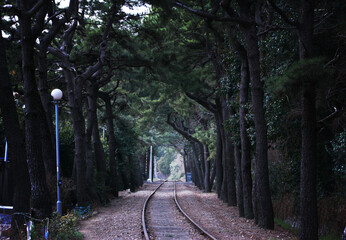 Forgotten rails disappearing into a deep green tunnel of towering trees