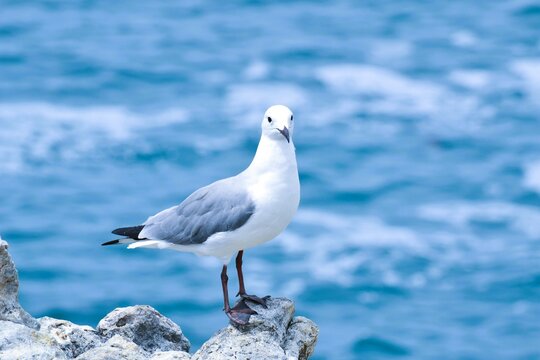 seagull on the rock