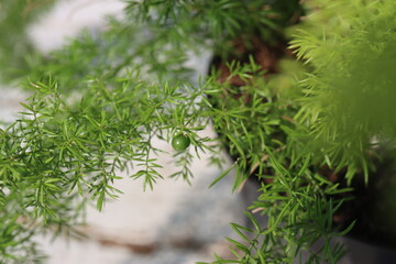 Asparagus densiflorus Meyers lisi ogon gęstokwiatowy