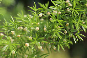 Asparagus densiflorus Meyers lisi ogon gęstokwiatowy