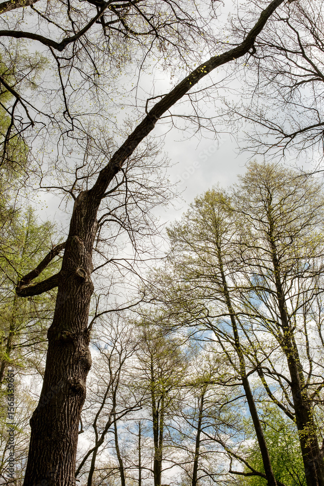 Aufkleber Lush trees with bare branches stretch out as clouds fill the sky, showcasing the tranquility of a spring forest setting.