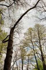 Lush trees with bare branches stretch out as clouds fill the sky, showcasing the tranquility of a spring forest setting.