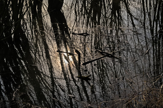 Flooded forest with reflection or trees and sky in the water in Gentbrugse Meersen nature reserve, Ghent, Flanders, Belgium 
