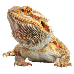 Obraz premium Detailed Close-Up of a Bearded Dragon on a White Background
