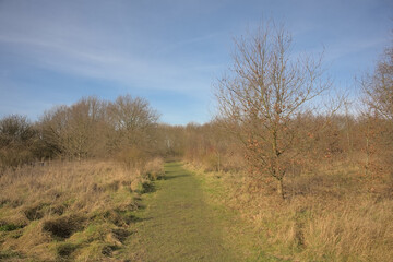 winter forest landscape in Vinderhoutse bossen nature reserve, Ghent, Belgium
