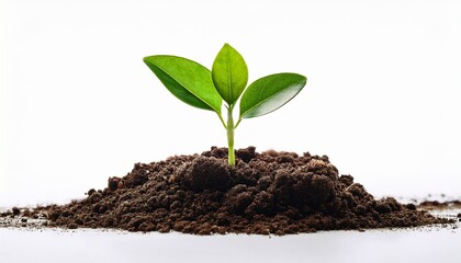 small green plant growing from soil white isolate background