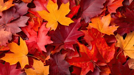 Vibrant Autumn Leaves: A Colorful, Textured, Close-Up, Fall Foliage Display.