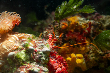 Red Hermit crab (Dardanus calidus) Alghero, Sardinia, Italy. Mediterranean sea
