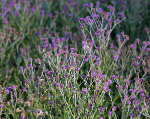 Dense thickets of Onopordum acanthium with purple heads taken in close-up