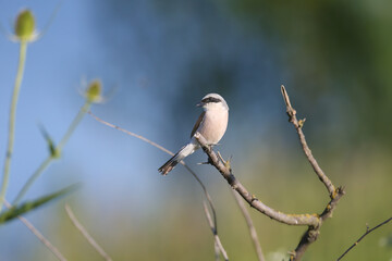 Male red-backed shrike (Lanius collurio) shot close-up sitting on a tree branch against a blurred background