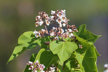 Inflorescence and leaves of Catalpa bignonioides close-up on blurred background