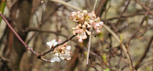 Viburnum Bodnantense Flowers and Buds in Winter